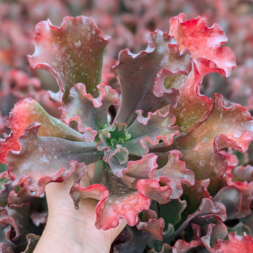 Echeveria 'Chocolate Ruffles' 