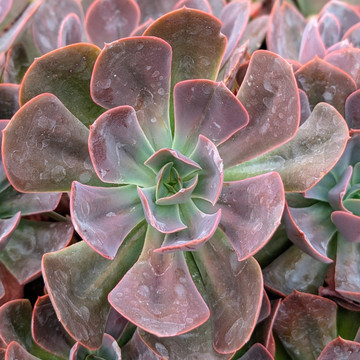 Echeveria 'Hanaikada' 