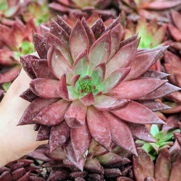 Echeveria 'Red Soul' 