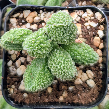 Adromischus marianae f. herrei 'Green'