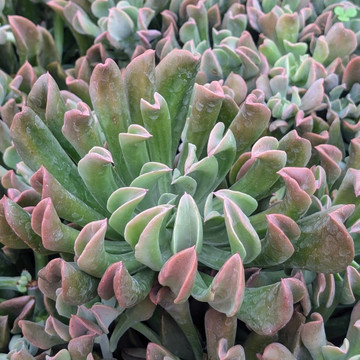 Echeveria 'Dark Vader'