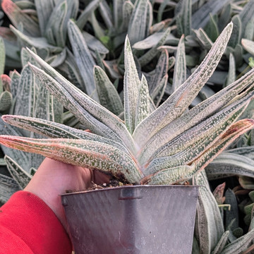 Gasteria 'Silver Frost'