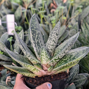 Gasteria bicolor