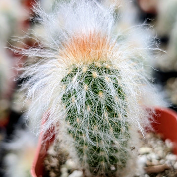 Espostoa lanata - Peruvian Old Man Cactus