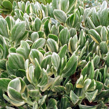 Crassula ovata 'Tricolor' - Jade Plant