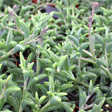 Senecio peregrinus or x Bacurio delphinatifolius - String of Dolphins