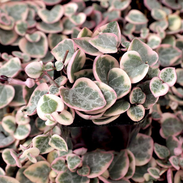 Ceropegia woodii f. variegata - Variegated String of Hearts - December