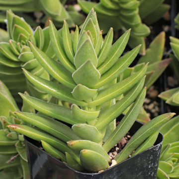 Crassula corymbulosa - Shark's Tooth