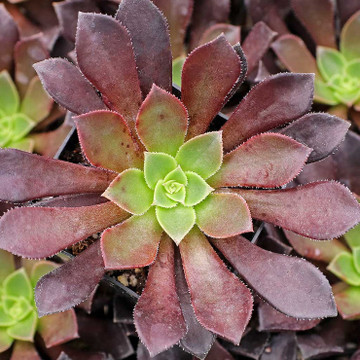 Aeonium 'Phoenix Flame' - December