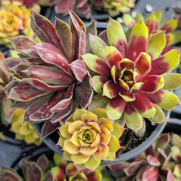 Chick Charms® Trio - Pot of Gold™