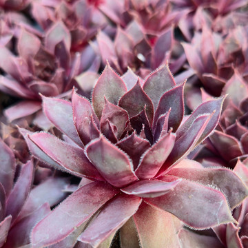 Chick Charms® Giant Pink Sapphire™