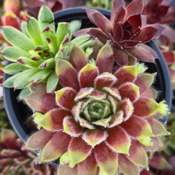 Chick Charms® Trio - Raspberry Rush™