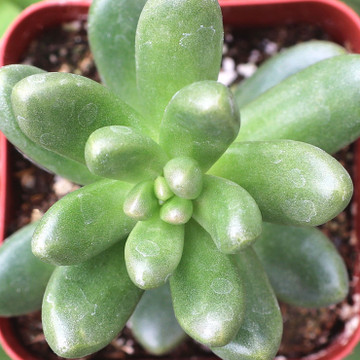 Cremnosedum 'Crocodile' - August