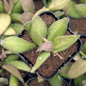 Hoya burtoniae - Burton's Hoya