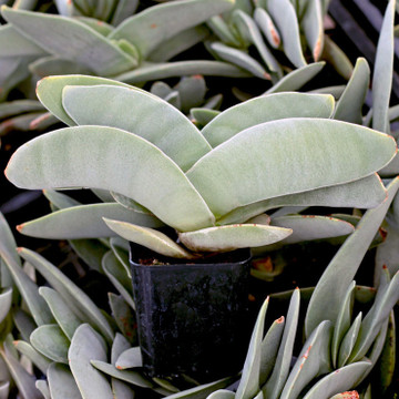 Crassula perfoliata ssp. falcata - Propeller Plant - Winter