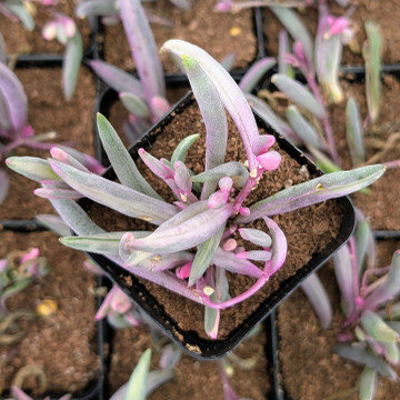 Othonna capensis 'Ruby Necklace Variegata'