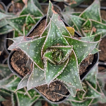 Haworthia 'Bushman'