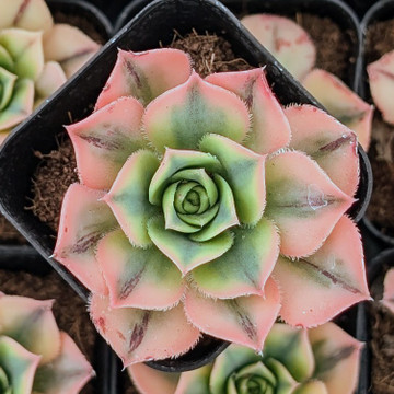 Aeonium arborescens