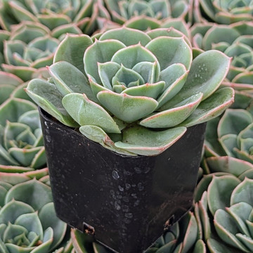 Echeveria 'Taco'