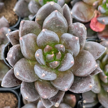 Echeveria 'Gothika'