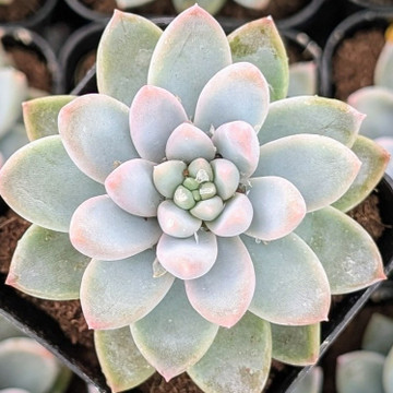 Echeveria 'Estrella'