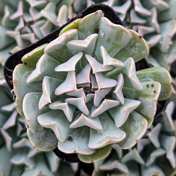 Echeveria 'Harmonic'