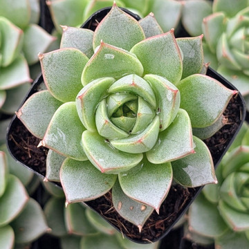 Echeveria 'Green Gilva'