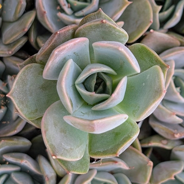 Echeveria ‘Starlight’