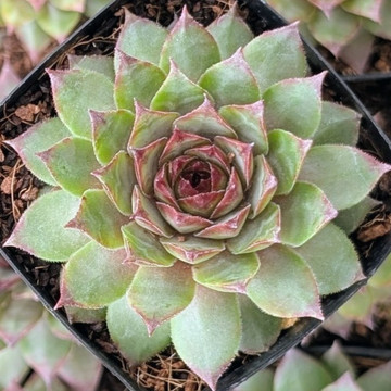 Sempervivum ‘Santino’
