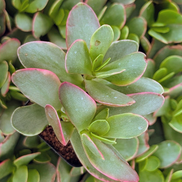 Crassula 'Burgundy'