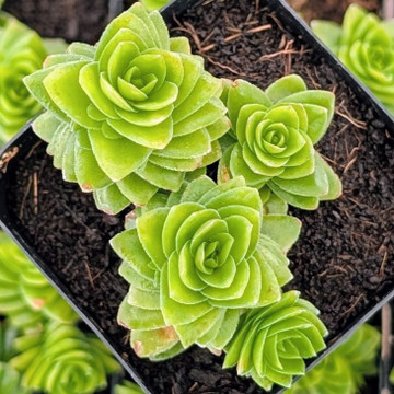 Crassula pyramidalis
