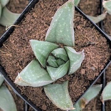 Haworthia ‘Savanna’