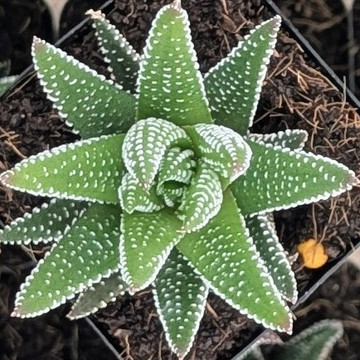 Haworthia ‘Hybrid’