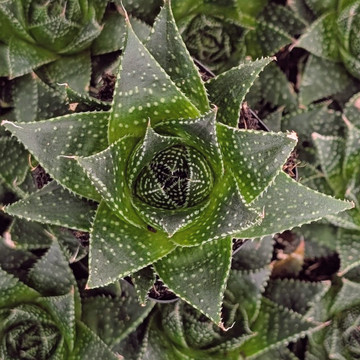Aloe ‘Akila’