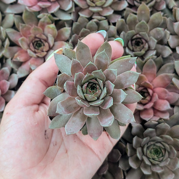 Sempervivum ‘Delighted’