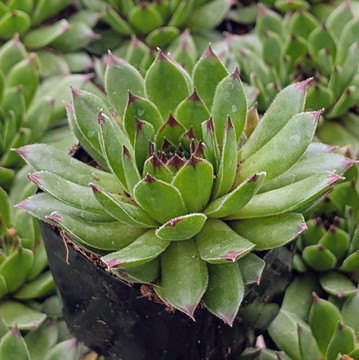 Sempervivum ‘Relaxed’
