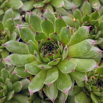Sempervivum ‘Relaxed’
