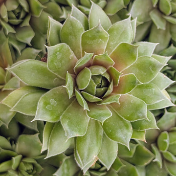 Sempervivum ‘Loved’