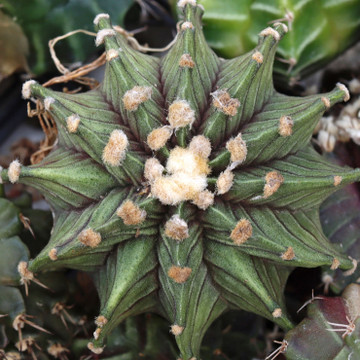 Gymnocalycium mihanovichii f. variegata 'Green'