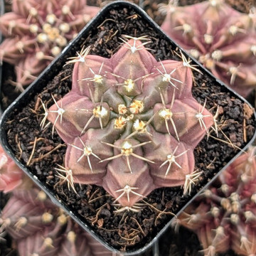 Gymnocalycium mihanovichii f. variegata 'Black Widow'