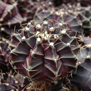 Gymnocalycium mihanovichii f. variegata 'Black Widow'