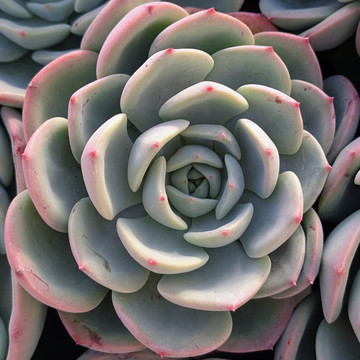 Echeveria 'Salmon'