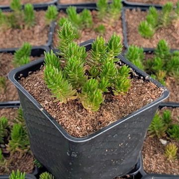 Tight & Tidy™ Sedum 'Green Angelina'