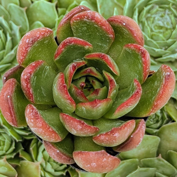 Echeveria agavoides 'Red Edge'