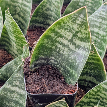 Sansevieria trifasciata 'Green Hahnii'