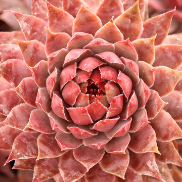 Sempervivum 'Treebeard'