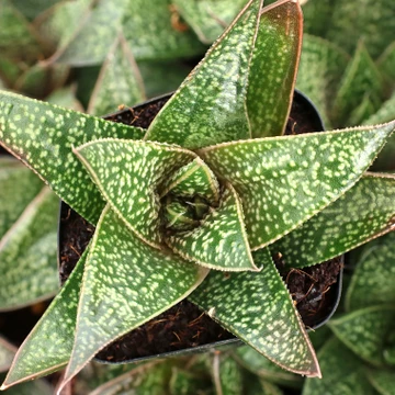 Haworthia 'Rafiki'