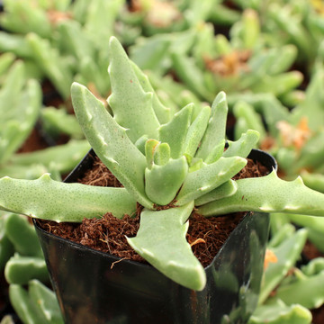 Faucaria longidens