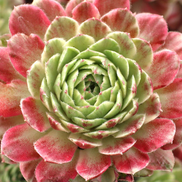 Explore All Succulent Products | Mountain Crest Gardens®