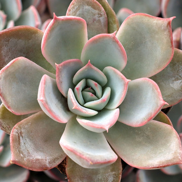 Echeveria 'Ionic'